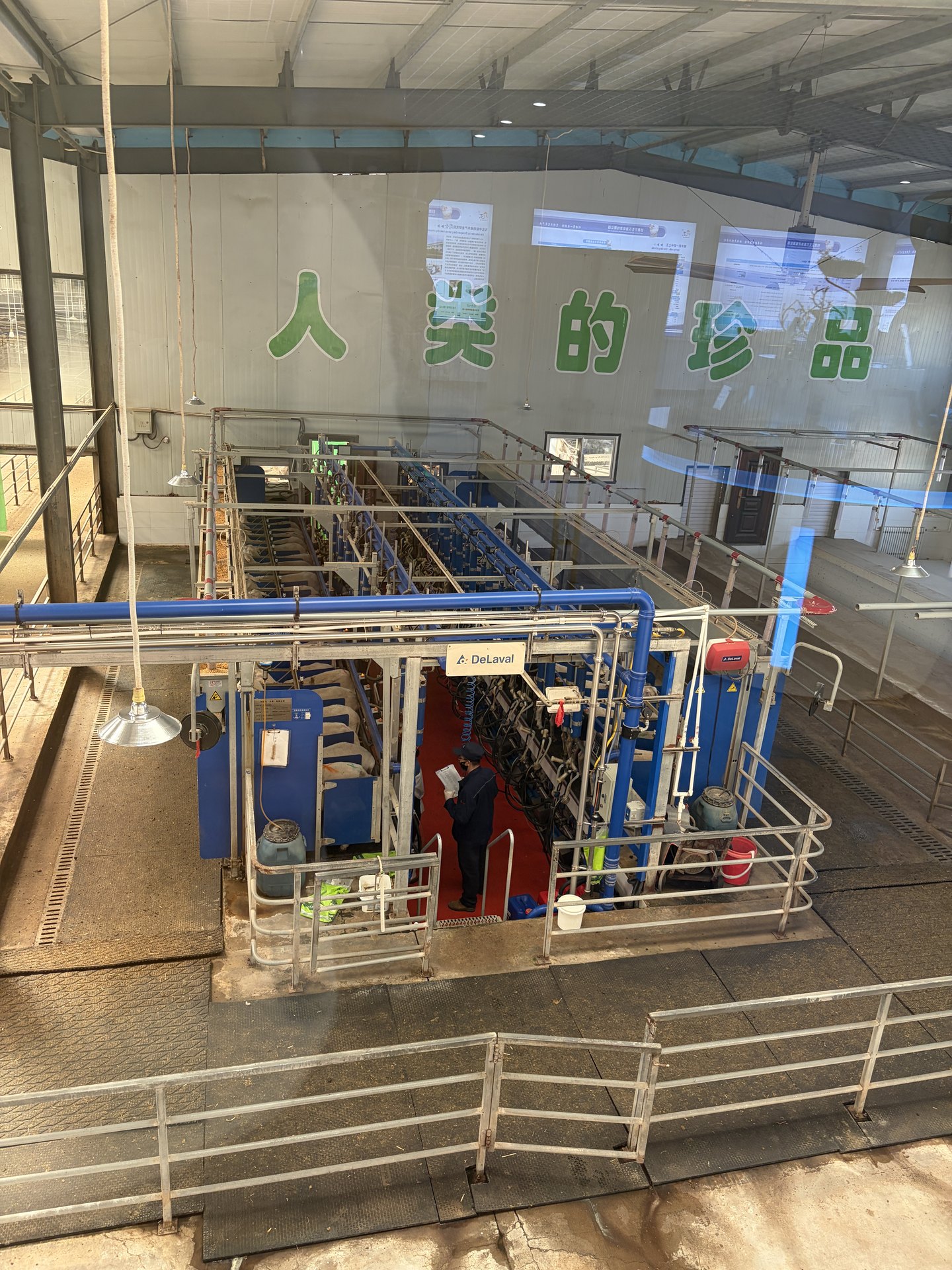 现代化奶绵羊挤奶设备与作业区域